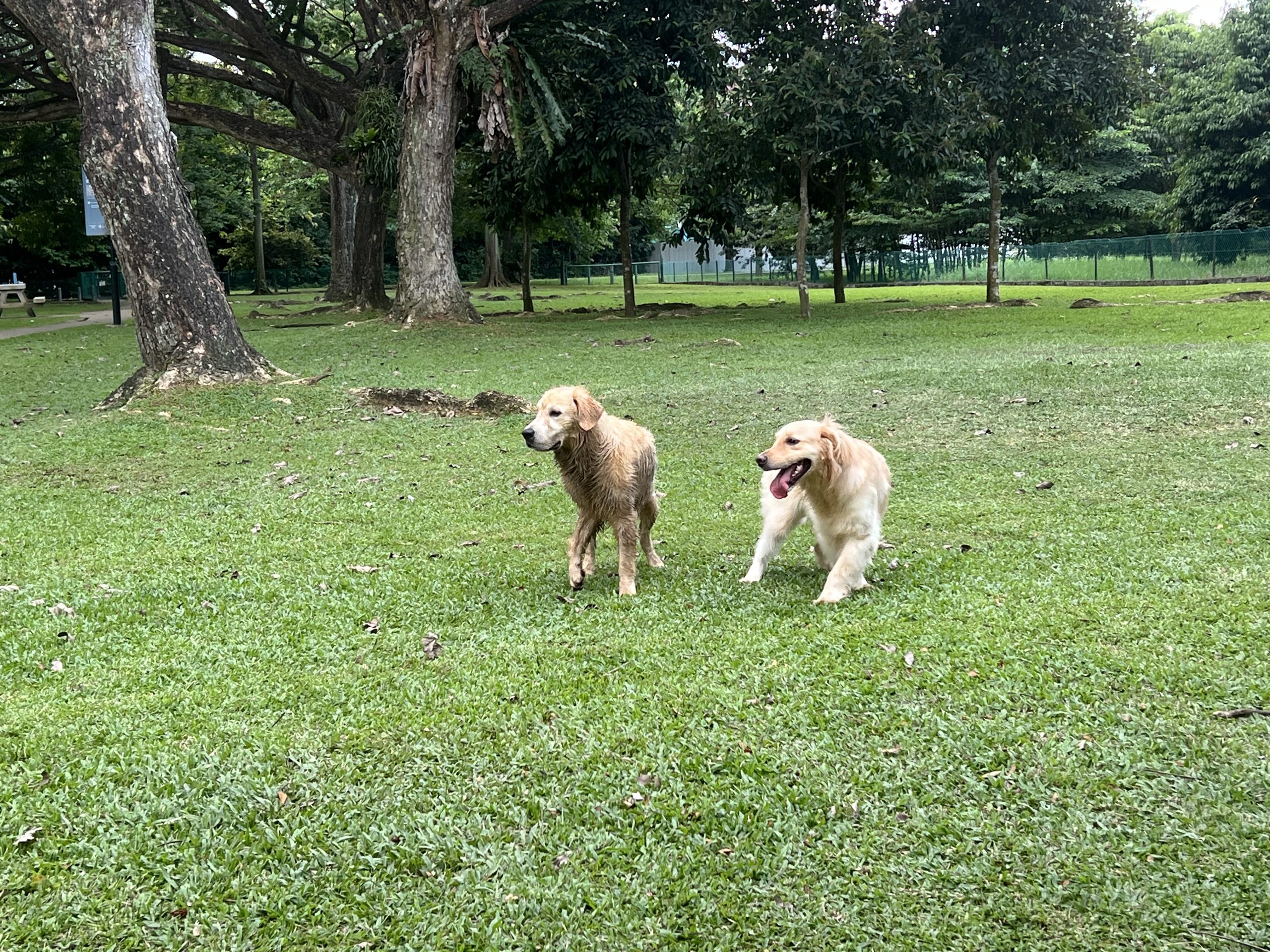My boss lovely dog